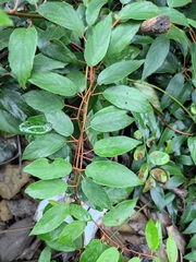 Actinidia lanceolata