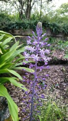 Scilla hyacinthoides