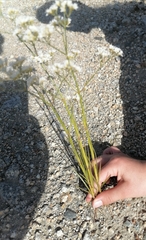 Gypsophila altissima