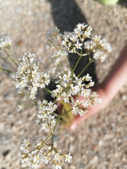Gypsophila altissima