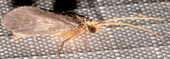 Nyctiophylax