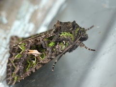 Trachea atriplicis