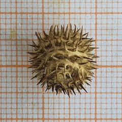 Medicago intertexta ciliaris