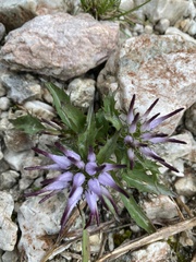 Physoplexis comosa