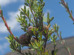 Leucadendron rourkei