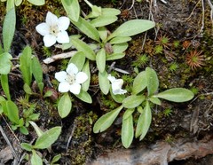 Hesperochiron pumilus