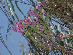 Erica nervata