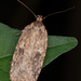Goldenrod Leaffolder Moth - Photo (c) Don Marsille, some rights reserved (CC BY-NC), uploaded by Don Marsille