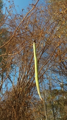 Fernandoa madagascariensis