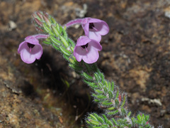 Erica nervata
