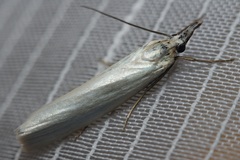 Crambus perlella
