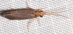 Nyctiophylax