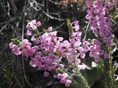 Erica nervata