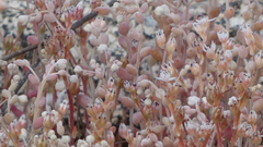 Sedum pedicellatum