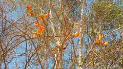 Fernandoa madagascariensis