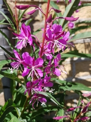 Chamaenerion angustifolium