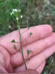 Capsella bursa-pastoris