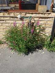 Chamaenerion angustifolium