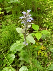 Ajuga reptans
