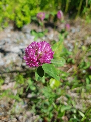 Trifolium pratense