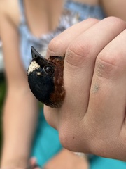 Oeciacus vicarius