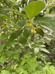 Lonicera involucrata involucrata