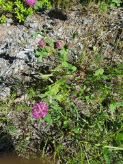 Trifolium pratense