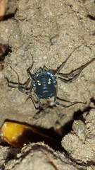 Paranemastoma quadripunctatum