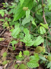 Rubus sumatranus