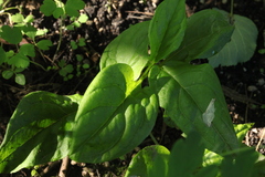 Brachybotrys paridiformis