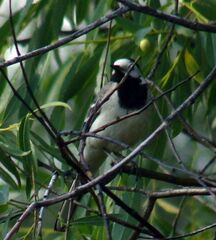 Motacilla alba