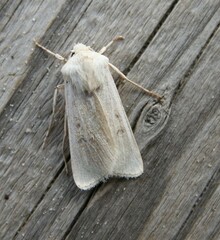 Agrotis ripae