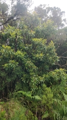 Clethra arborea image
