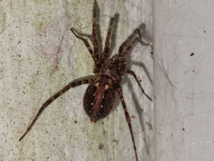 Tegenaria ferruginea