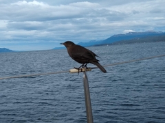 Cinclodes antarcticus