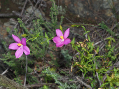 Chironia melampyrifolia