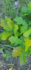 Macleaya