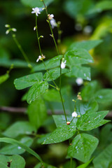 Hylodesmum pauciflorum