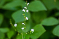 Hylodesmum pauciflorum