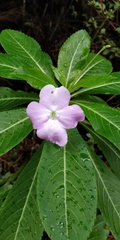 Impatiens sodenii image