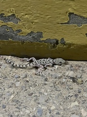 Cyrtopodion scabrum