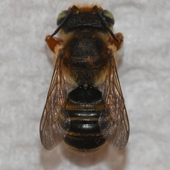 Megachile albitarsis