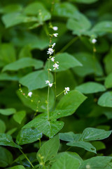 Hylodesmum pauciflorum