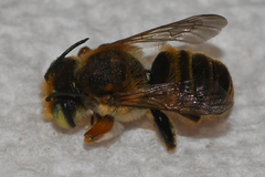 Megachile albitarsis
