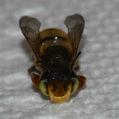 Megachile albitarsis