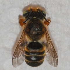 Megachile albitarsis