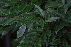 Prunus spinulosa