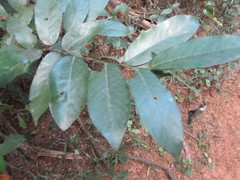 Monanthotaxis caffra