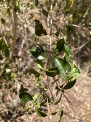 Eugenia biflora