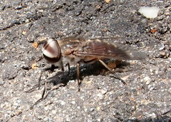 Tabanus superjumentarius